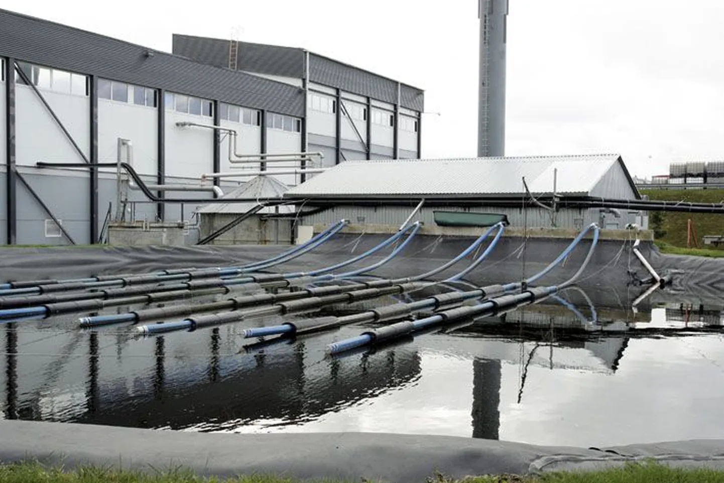 Väike-Maarja juures lehkava loomsete jäätmete käitlemise tehase juhikriis lõppes Ivo Vääri vallandamisega.