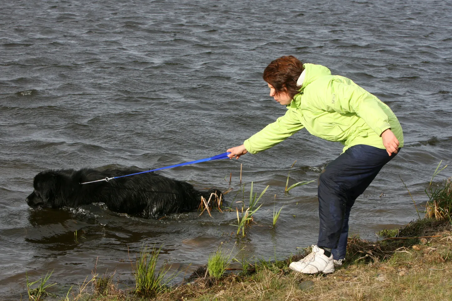 Newfoundlandi tõugu koertele meeldib vesi.