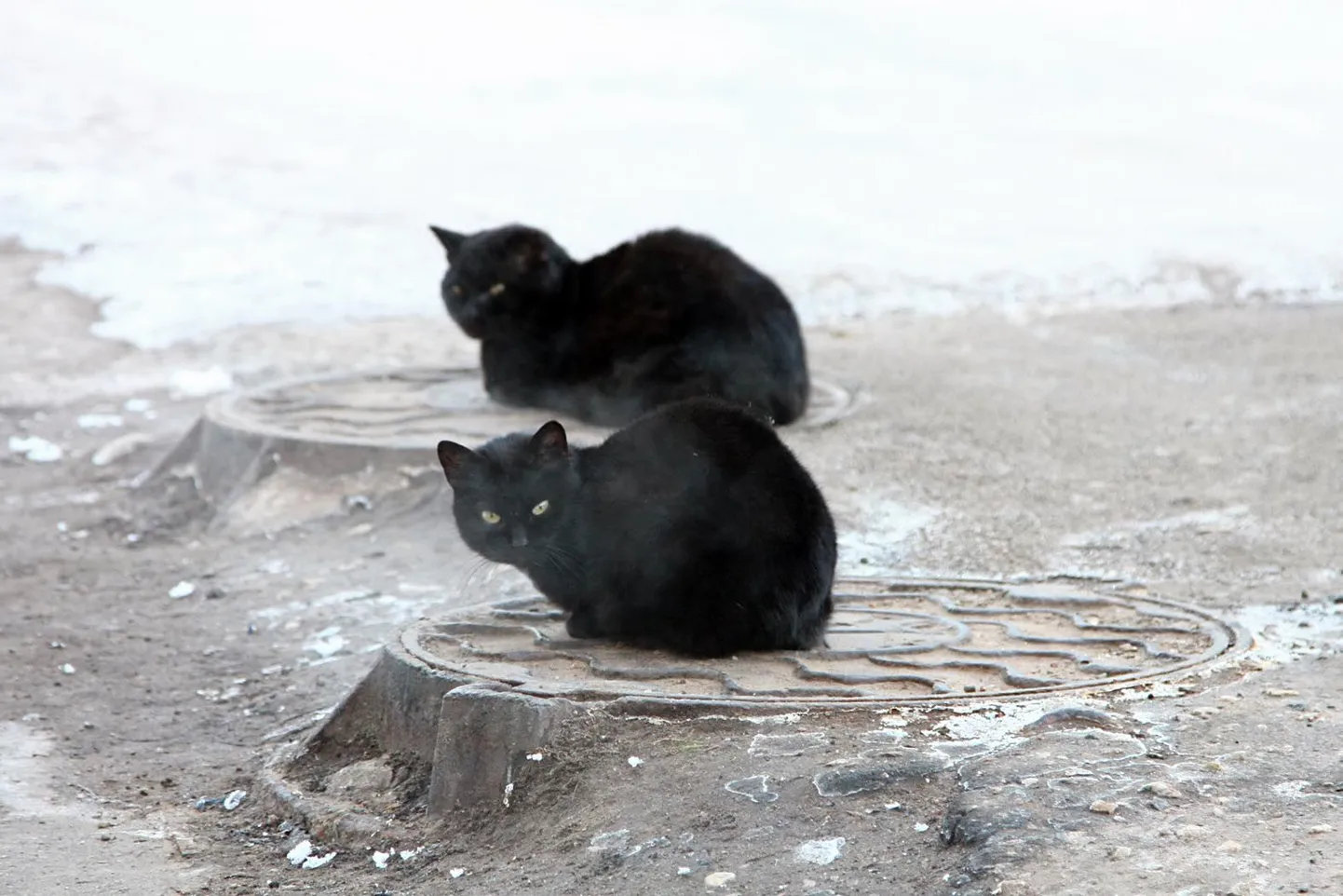 Käre pakane. Kassid sooja otsimas.