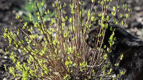 Piektdien gaiss iesils līdz +11 grādiem