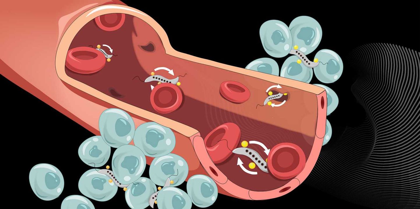 Magnetbakterid (hallid) võivad tungida läbi veresoone seina, kasutades kitsaid rakkudevahelisi ruume ning tungida seejärel edasi kasvajatesse.