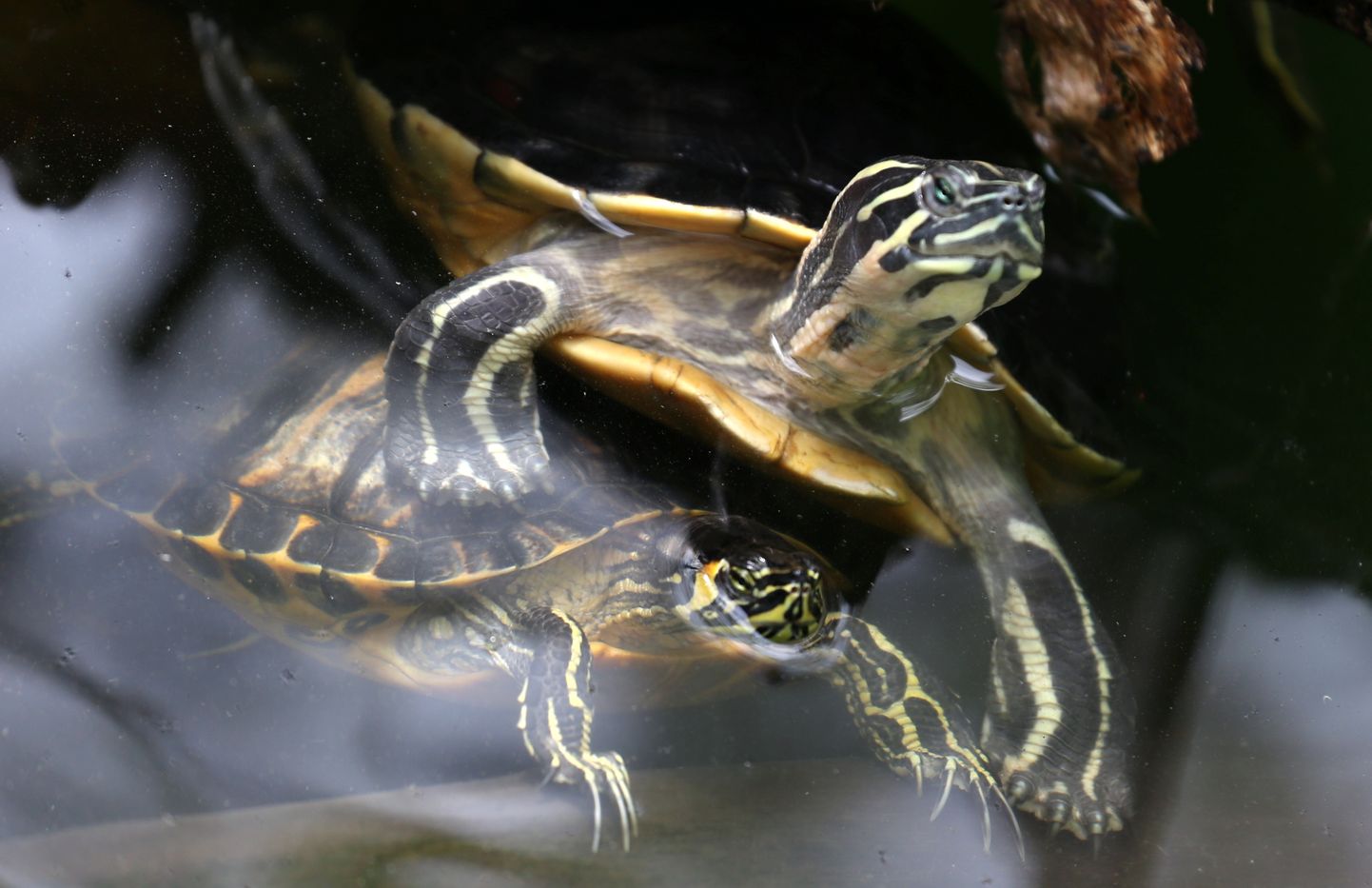 Sarkanausu bruņurupucis Rīgas Nacionālajā zooloģiskajā dārzā.