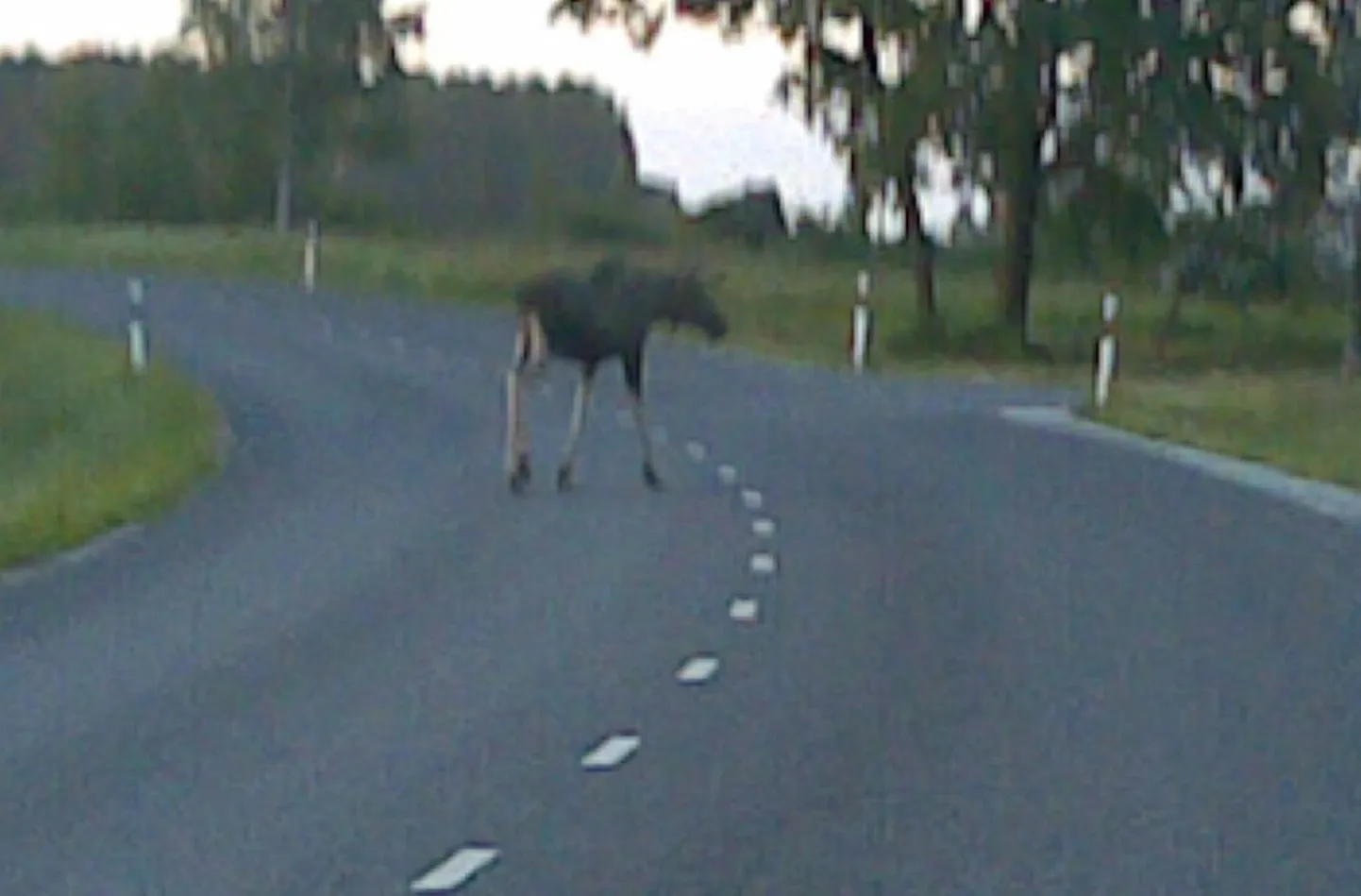 Põder teel.