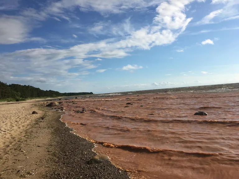 Прибрежная вода тоже окрасилась.