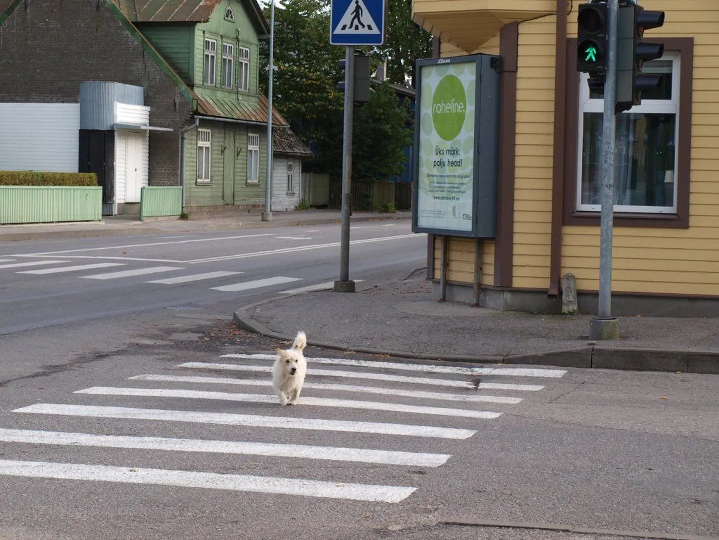 Ülekäigurajal rohelise tulega teed ületav koer.