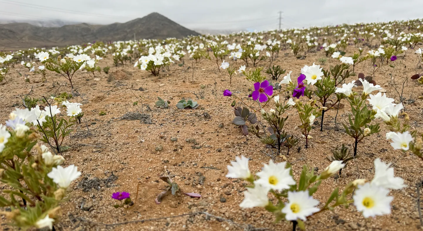 Pildil on Atacama kõrb Copiapo lähedal Atacama piirkonnas Tšiilis 6. juulil 2024. aastal. Loodusnähtuse «desierto florido» (õitsev kõrb) ajal täitub maailma kõige kuivem kõrb lillede ja taimedega.