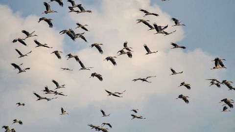 Риск птичьего гриппа может увеличиться во время осенней миграции птиц