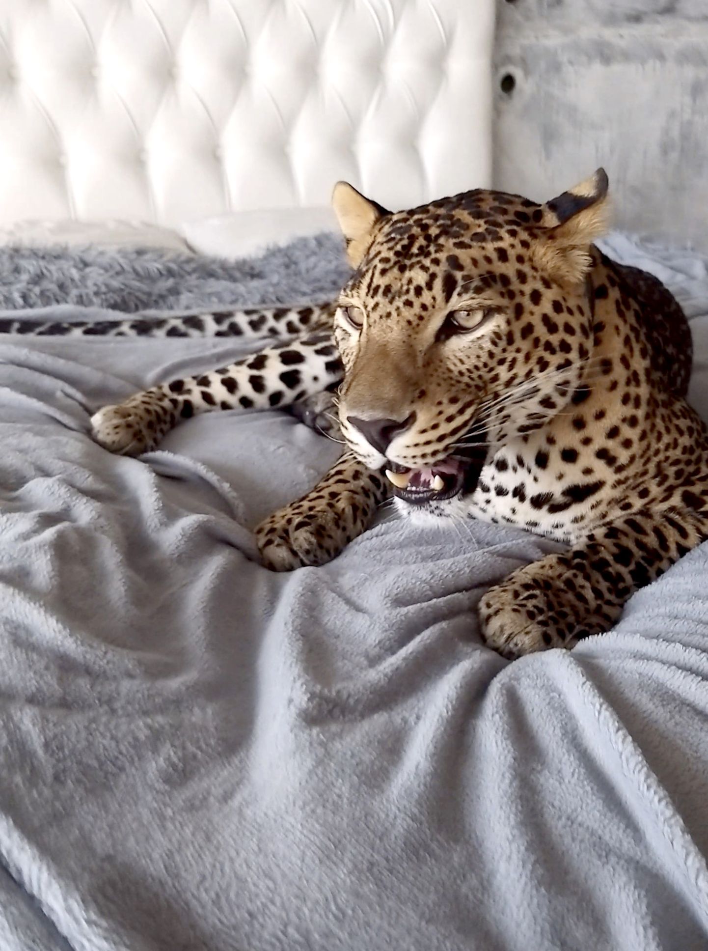 Leopard Caesar võib soovi korral põõnata ka peremehe voodis.