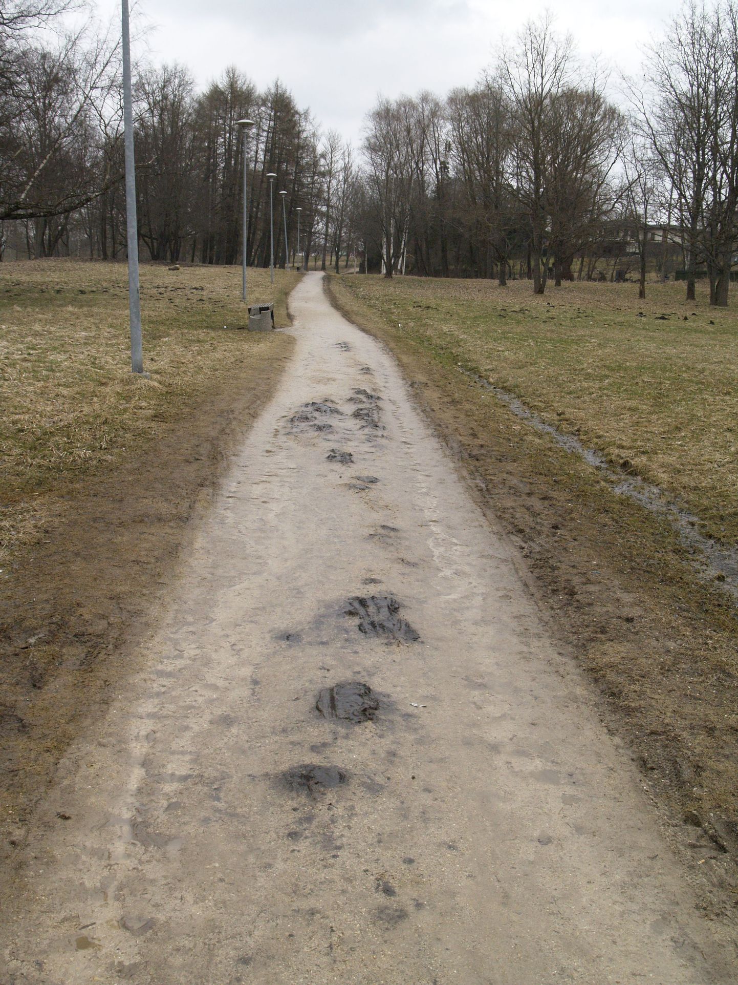 Ugala ringristmiku juurest turuni viiv jalgtee Viljandi Valuoja orus on püdel ja kohati on muld läbi kruusakihi tunginud.