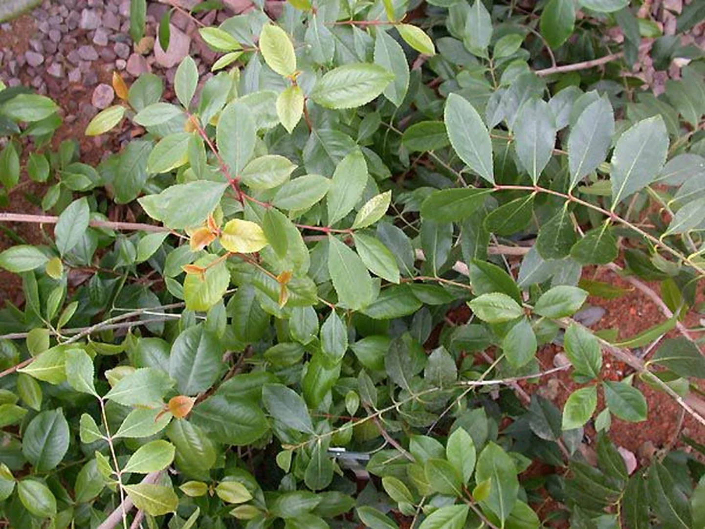 Catha edulis ehk khat