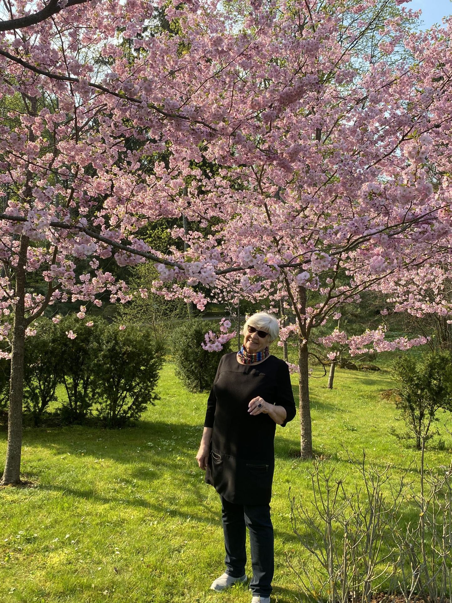 Elle Pent Kadrioru pargi Jaapani aias õitsevate kirssidega.