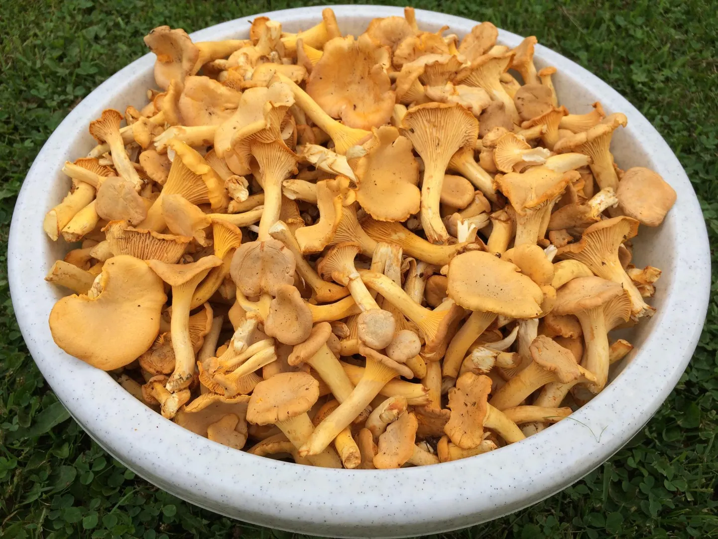 Need kukeseened rändasid ämbrisse läinud laupäeval Karksi kandis.