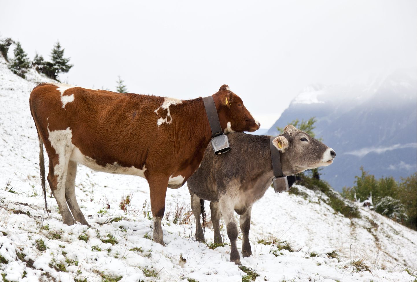 Lehmad lumisel Alpi aasal Furggelsis