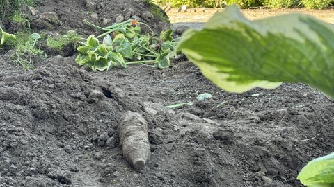 Kopamees sattus kaevetöödel leiule, mida keegi ei taha leida