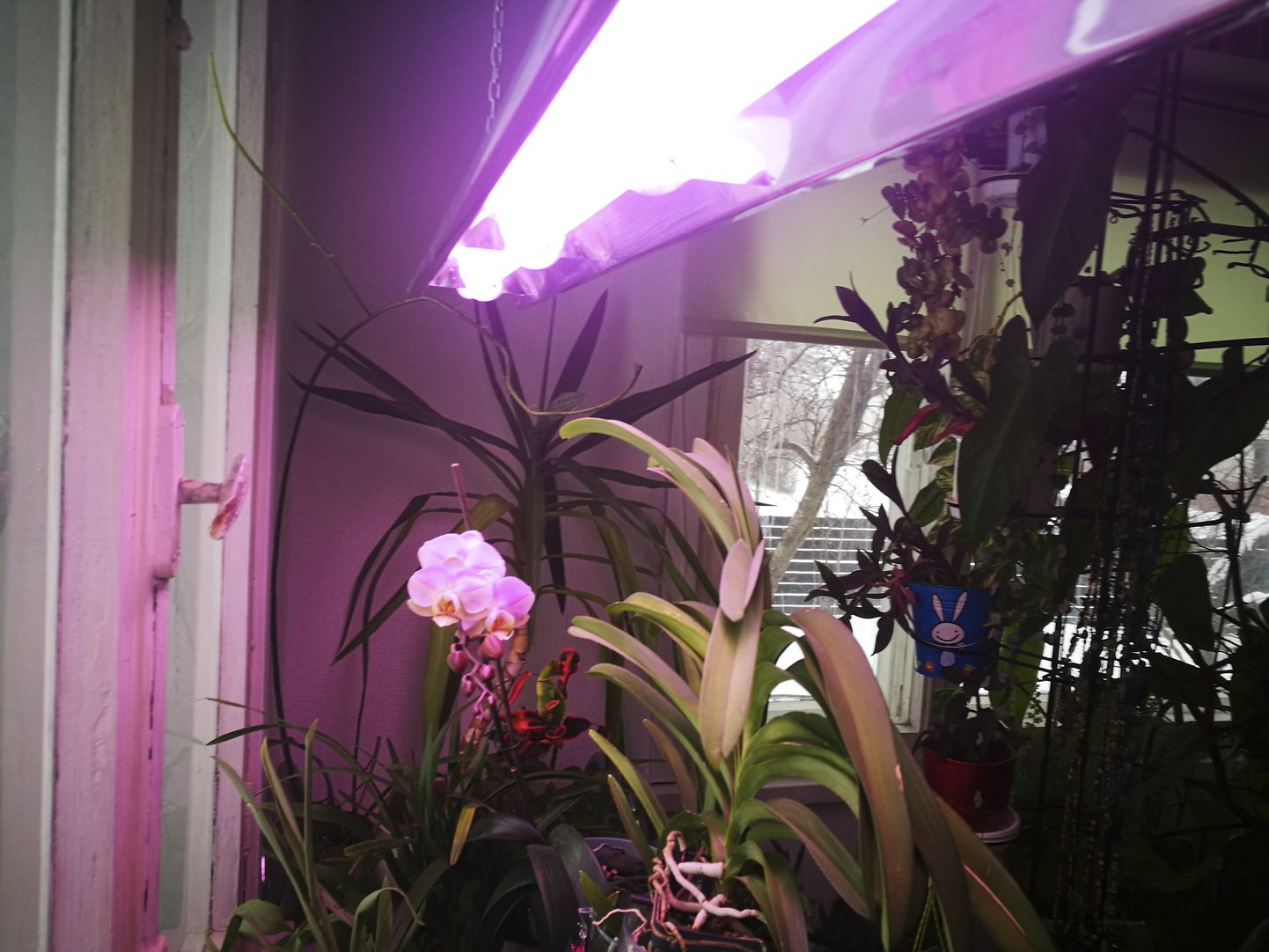 Punaka valgusega taimelamp teeb pimedal ajal ka orhideede elu helgemaks.