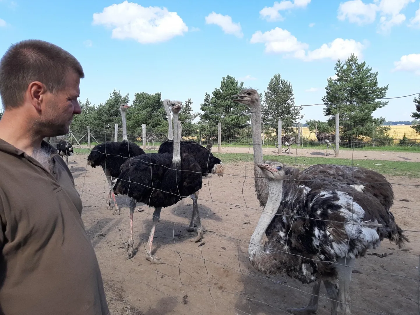 Innar Rohtsalu on need jaanalinnud tibust peale üles kasvatanud, kuid aedikusse ta ei sisene, isegi söötmiseks on oma süsteem välja töötatud, et lindudega ei peaks kokku puutuma.