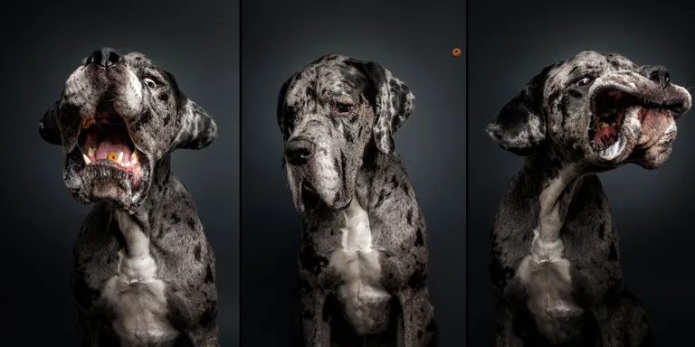 Saksa dogi. Foto: Christian Vieler-Kircher/Caters News Agency/Scanpix