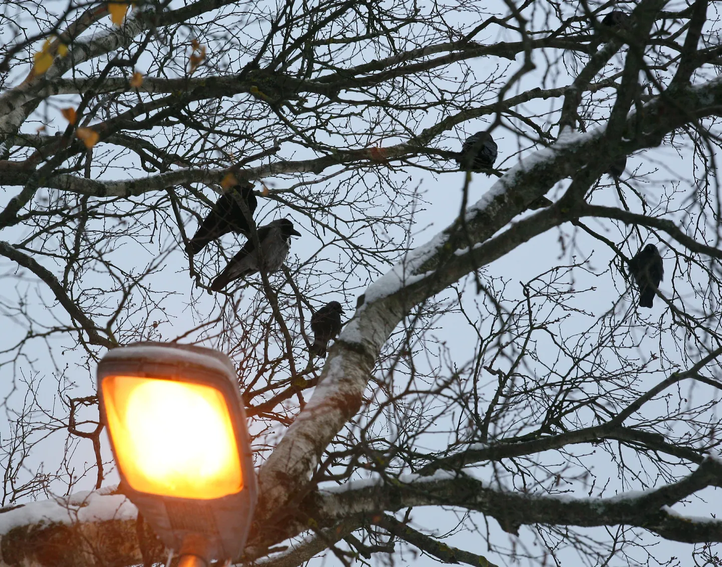 Tänavavalgustus.