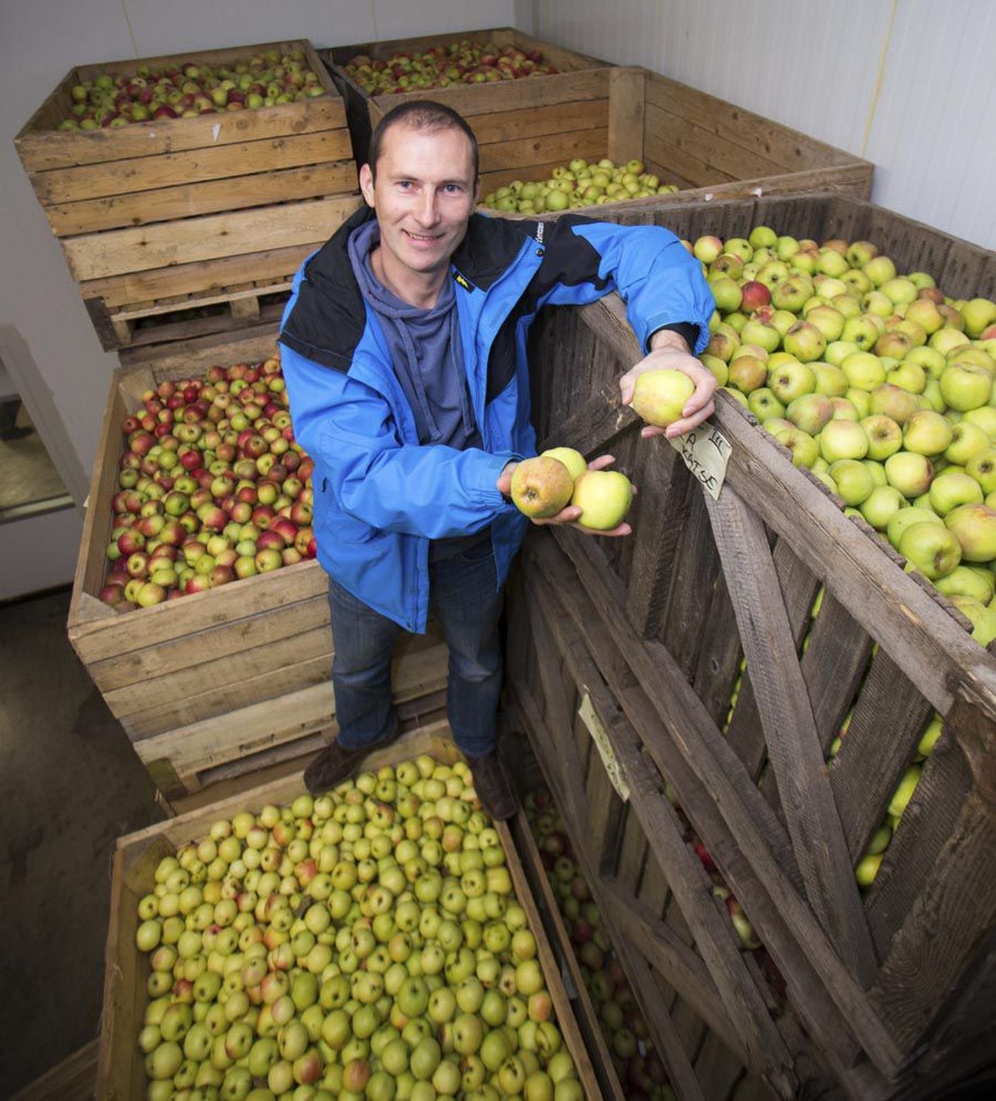 Hoidlas poolteise soojakraadi juures on üksteise kõrval ja peal kolmsada kilo õunu mahutavad konteinerid, millel on kirjas nii korjaja kui sordi nimi. Fotol on Neeme Univer.