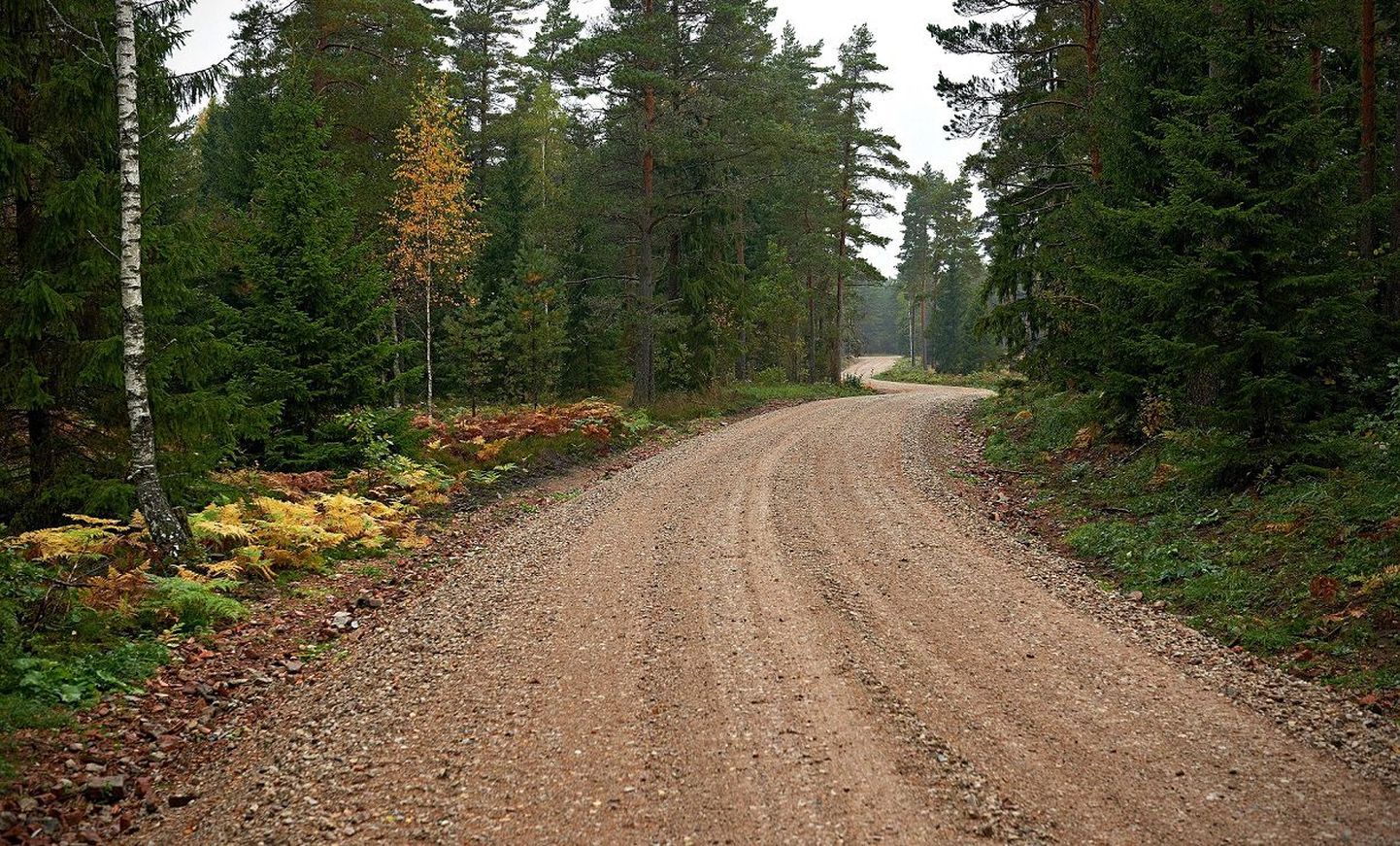 RMK Kõõru küla metsatee Saaremaal.