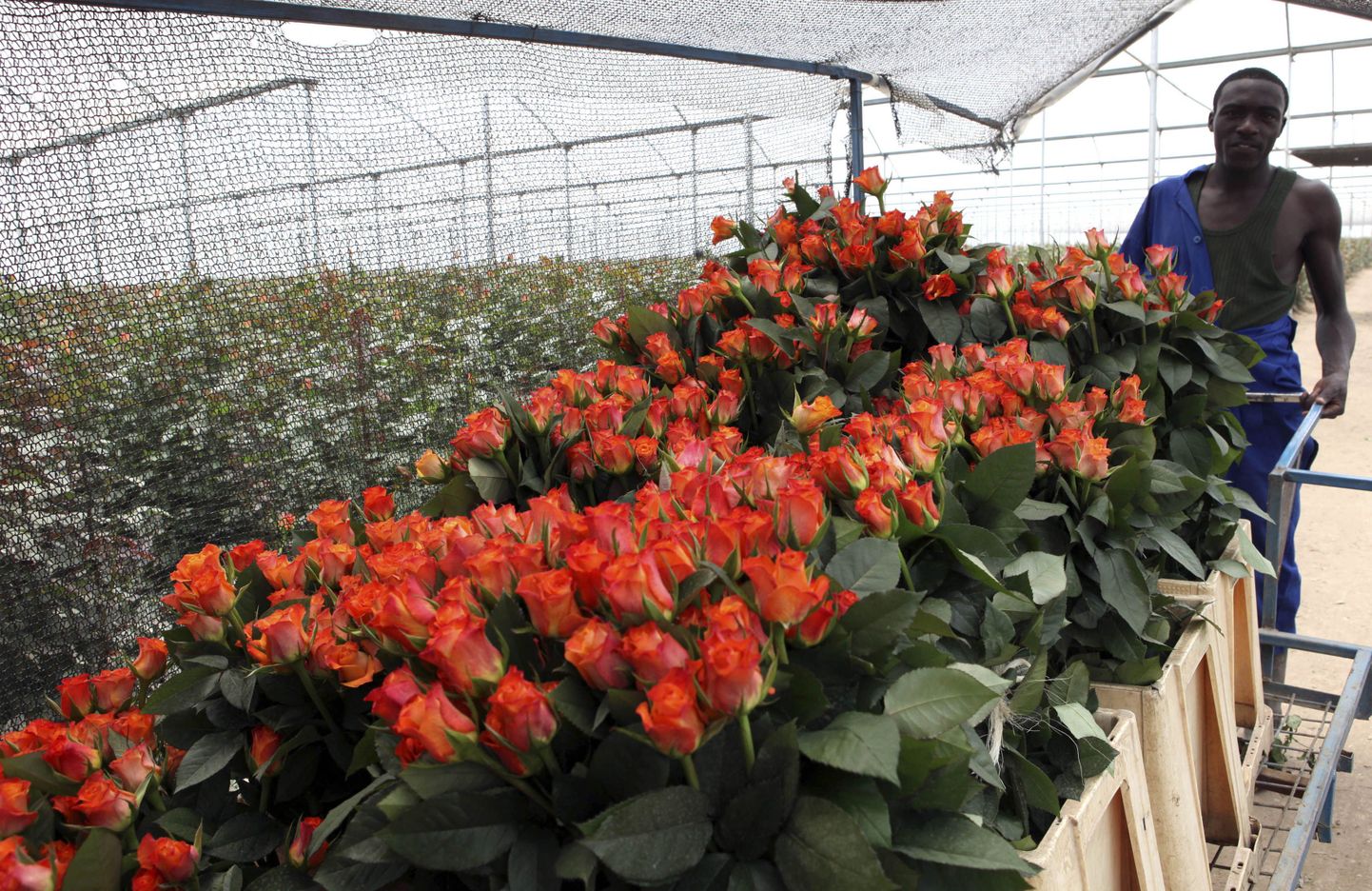 Islandi vulkaan mõjutab Kenya lillekasvatajaid