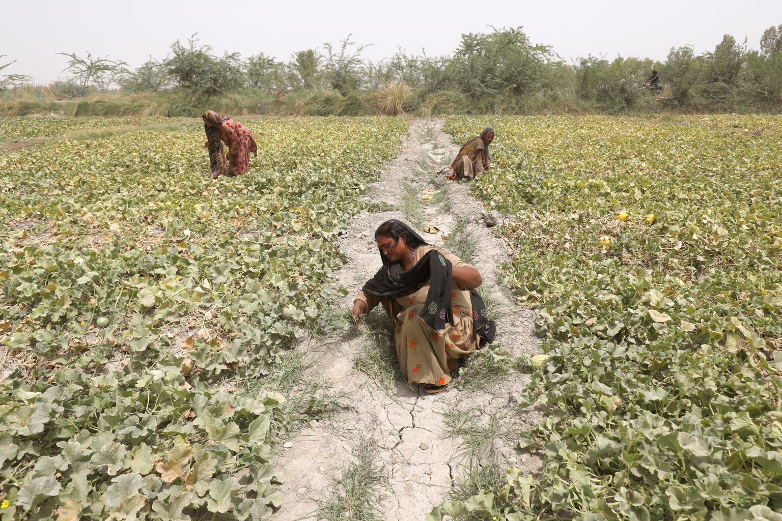 Naised põllul rohimas. Eelmisel aastal Pakistani tabanud kuumalaine hävitas suure osa melonisaagist.