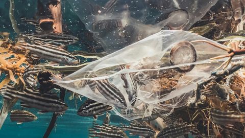Smart Cameras Capture Ocean Plastic, Revealing Grim Reality