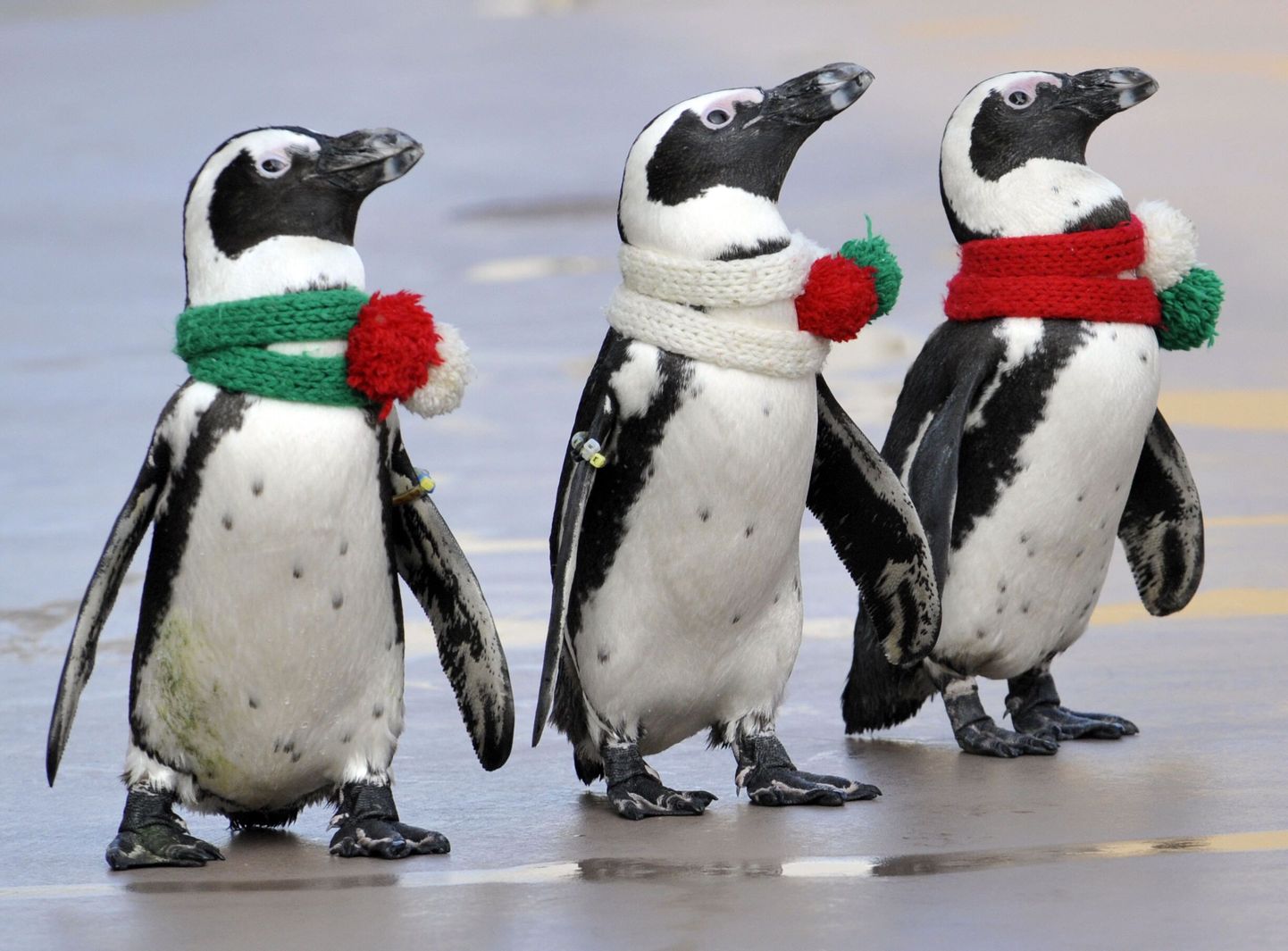 Jõulumeeleolus pingviinid Yokohamas