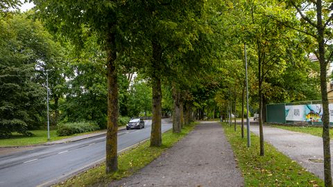 Pargi tänava alleed võib oodata suur puuvahetus