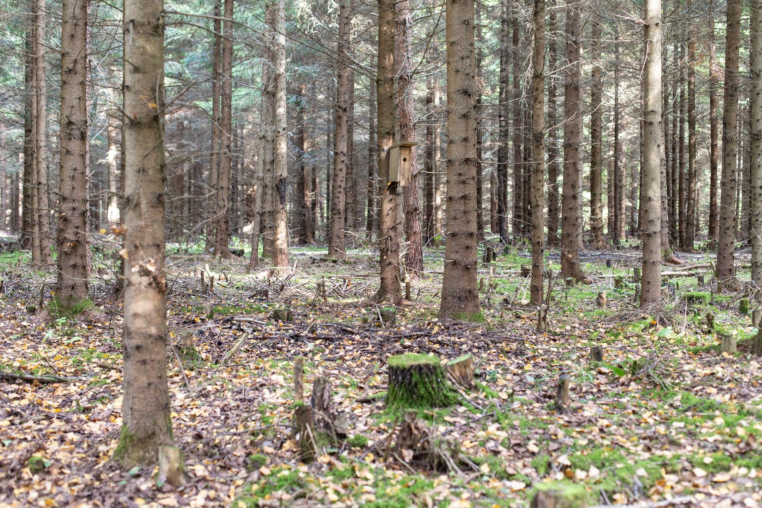 Согласно опубликованным в четверг данным инвентаризации лесов, в Эстонии лес занимает 51,3% территории страны.