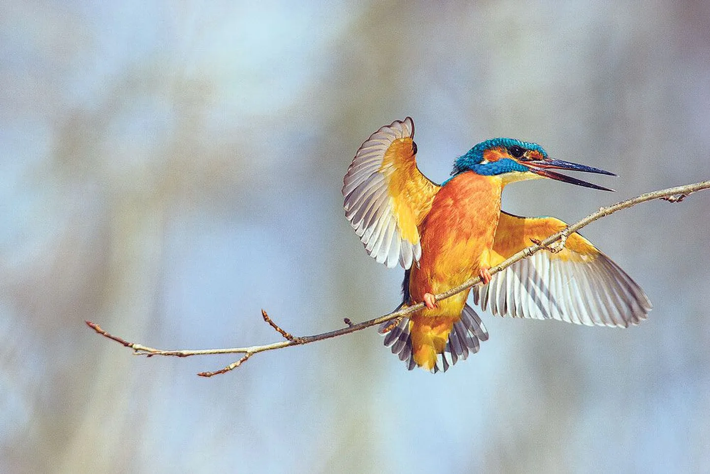 Selg on jäälinnul (Alcedo atthis) sinine ja kõht oranž.