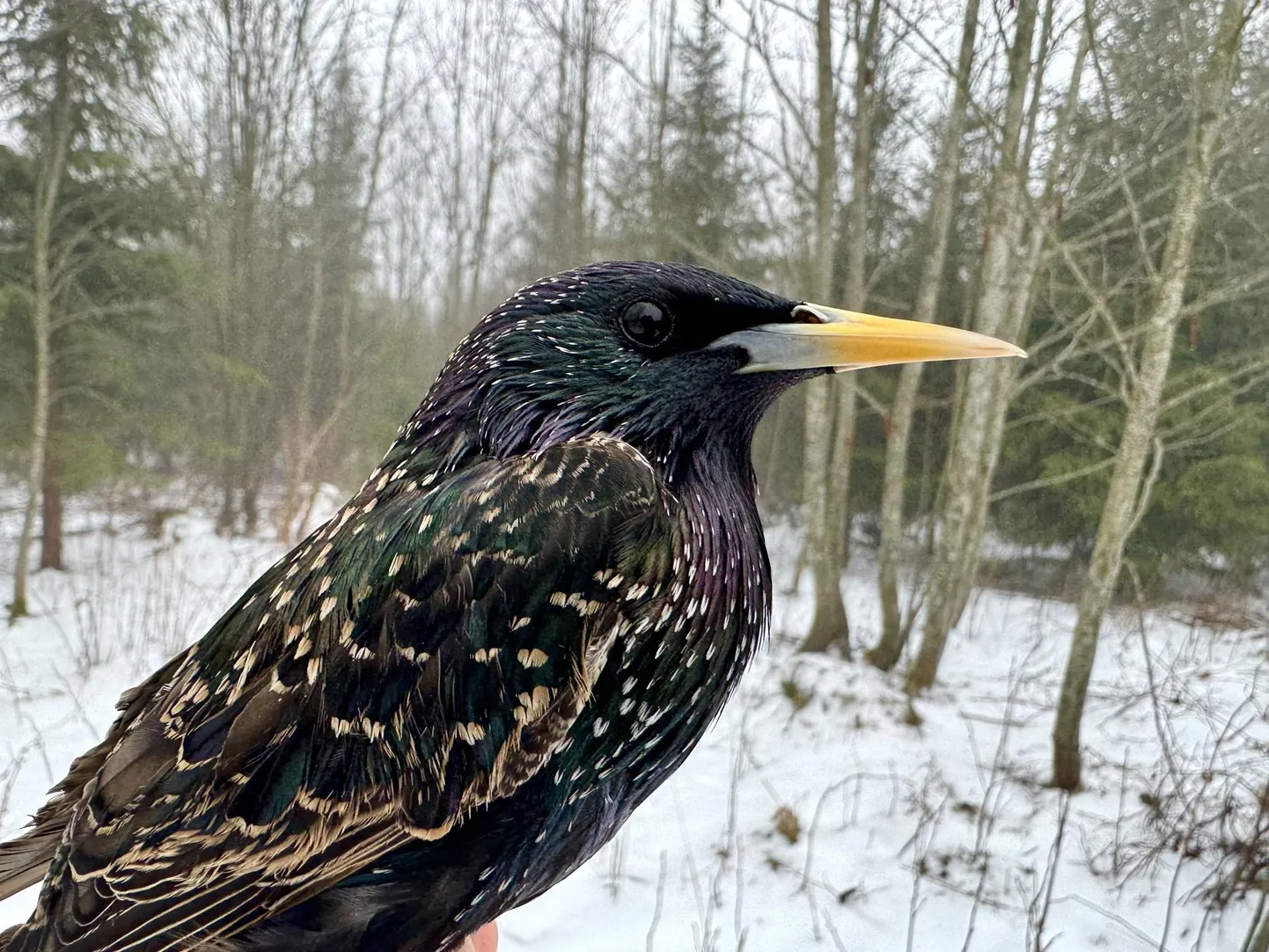 Üks esimesi kevadekuulutajaid on kuldnokk, kelle saabumist võib peatselt juba oodata.