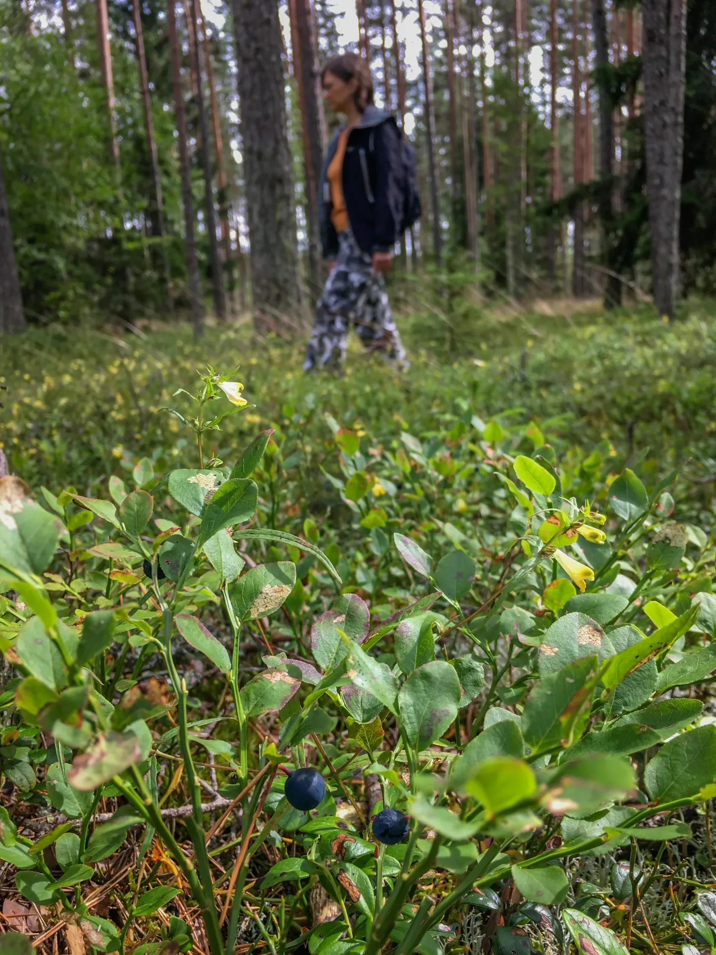 Vilunud korjajad räägivad, et tänavu kohtab metsas rohkem korilasi kui ­varasematel aastatel.
