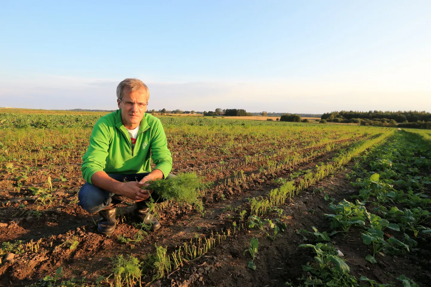Tartumaa põllumees Margus Pau tillipõllu taustal, mille mahaniitmine teeb talle enim tuska ja mis põhjustas talle mitu tuhat eurot kahju.