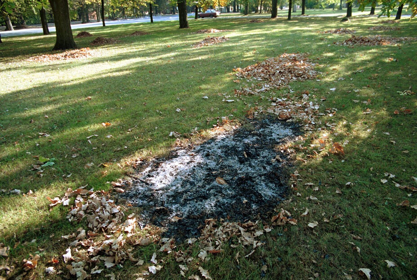 Hunnikusse kokku riisutud ja hiljem põlema pandud puulehed. Foto on illustratiivne