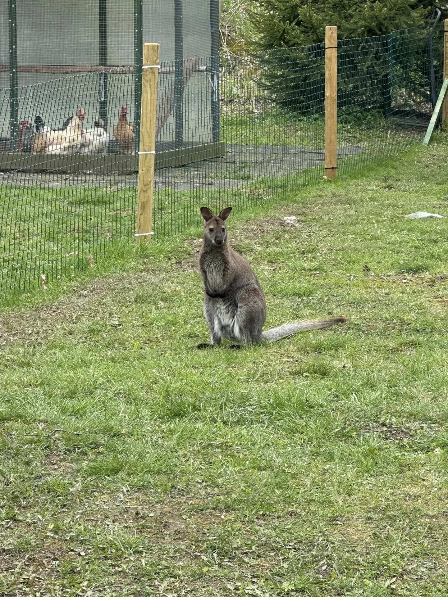 Plehku pannud känguru Donna.