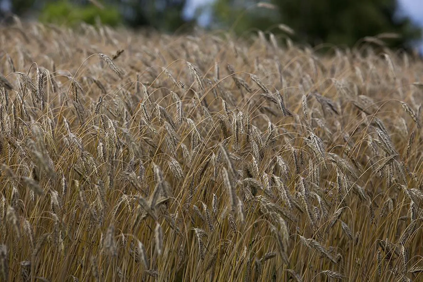 See talirukist kasvatav põld jäi fotograafi vaatevälja läinud pühapäeval Viljandi vallas.