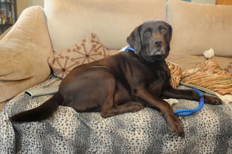 Šokolaadikarva labradori retriiver.