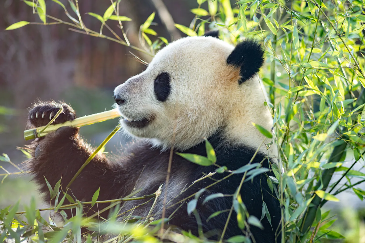 Bambust näksiv pandakaru Kopenhaageni loomaaias