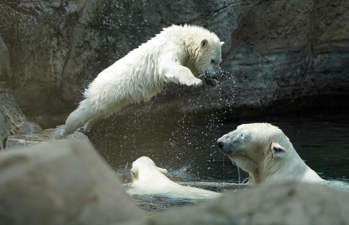 Balto lāču ģimene rotaļājas Brēmerhāfenes zoodārzā Vācijā.