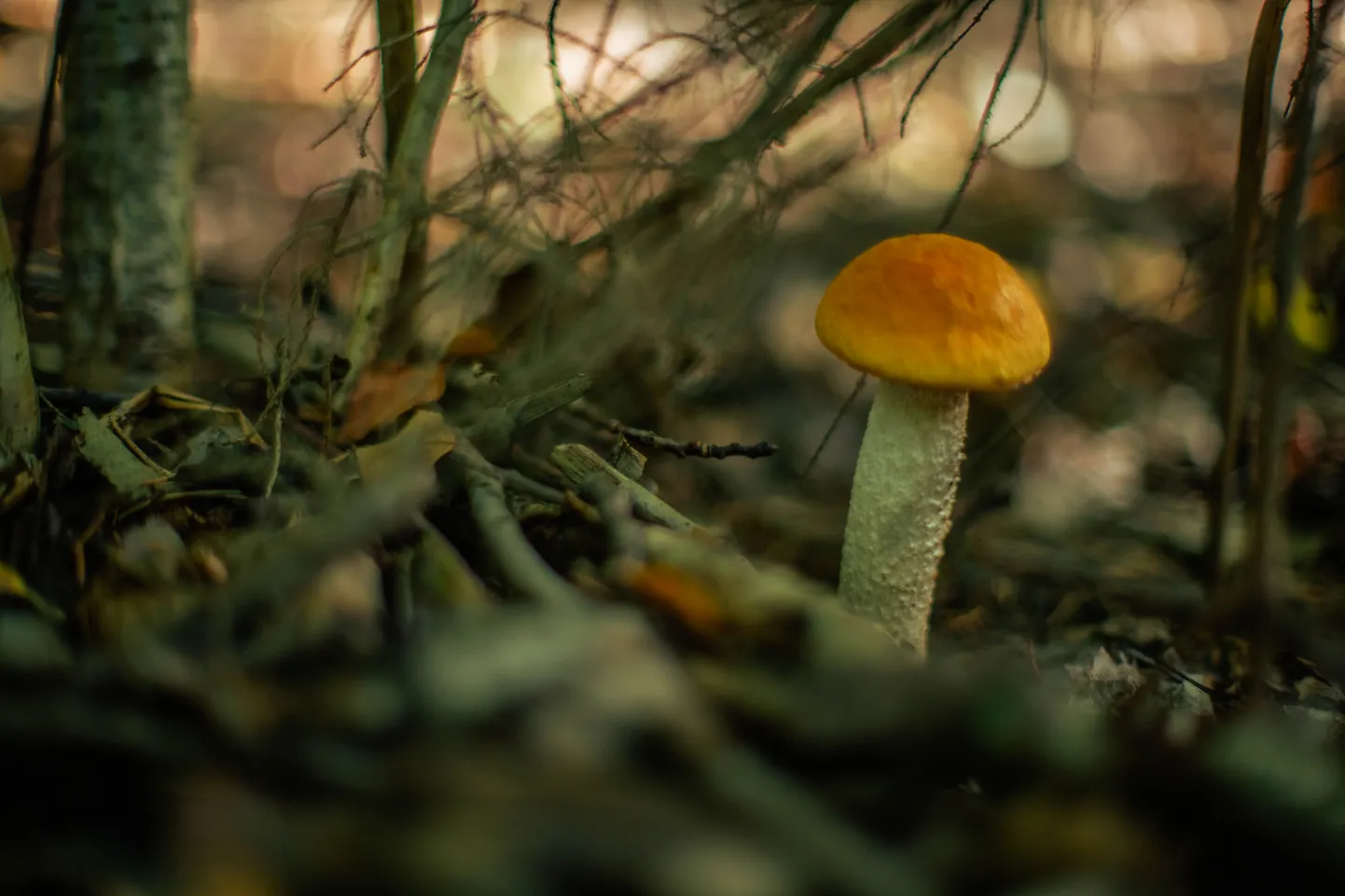 Pēdējā Septembra diena Viesatas upesloku dabas takā
