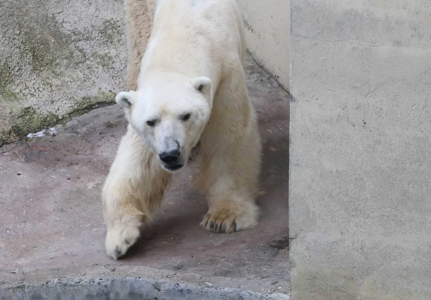 Baltais lācis Rīgas Zooloģiskajā dārzā.