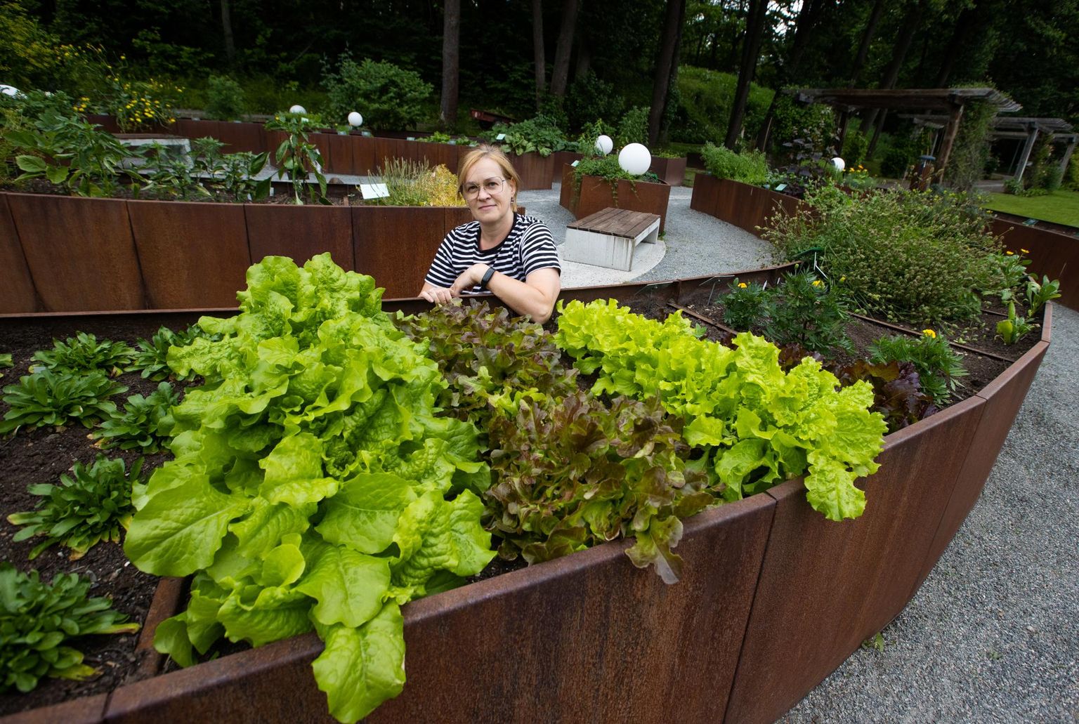 Tallinna botaanikaaia aednik Tiina Marjapuu ja tema hoolealused meelte aias - esiplaanil mitut sorti lehtsalatid.