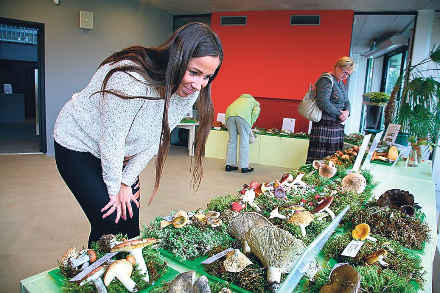 Keskkonnahariduskeskuses avatud seenenäitust uudistati usinasti juba avapäeval.