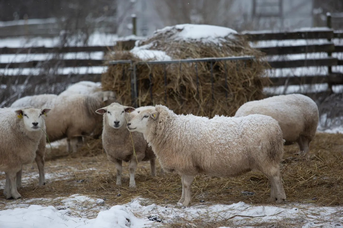Lambakasvatus on vaid üks paljudest võimalikest tegevusaladest maal.