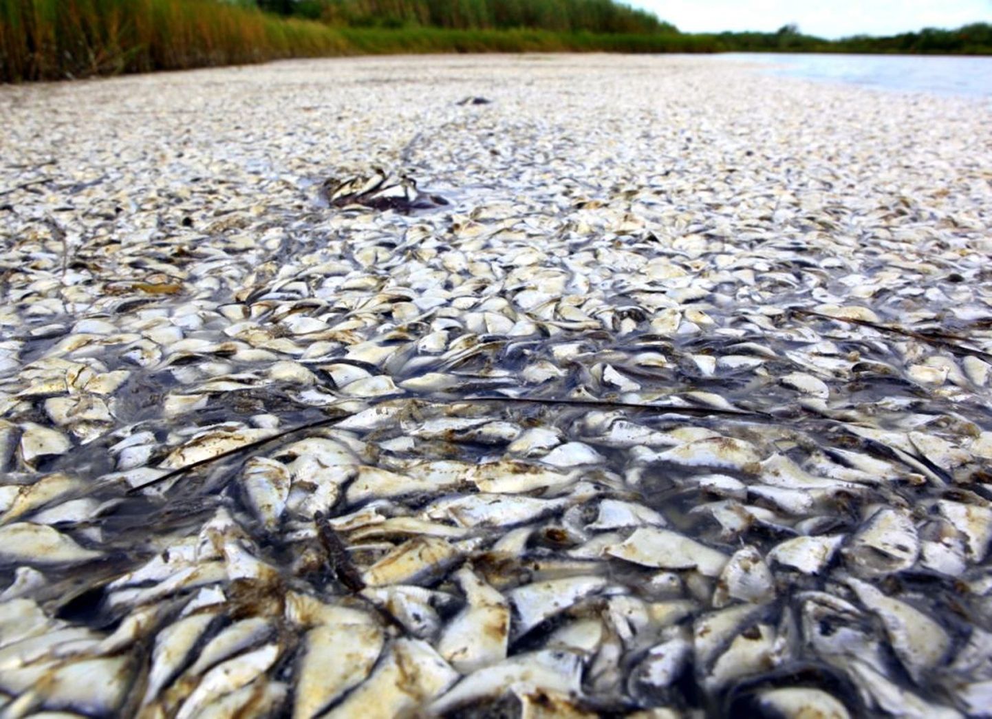 jões lebavad tuhanded surnud kalad