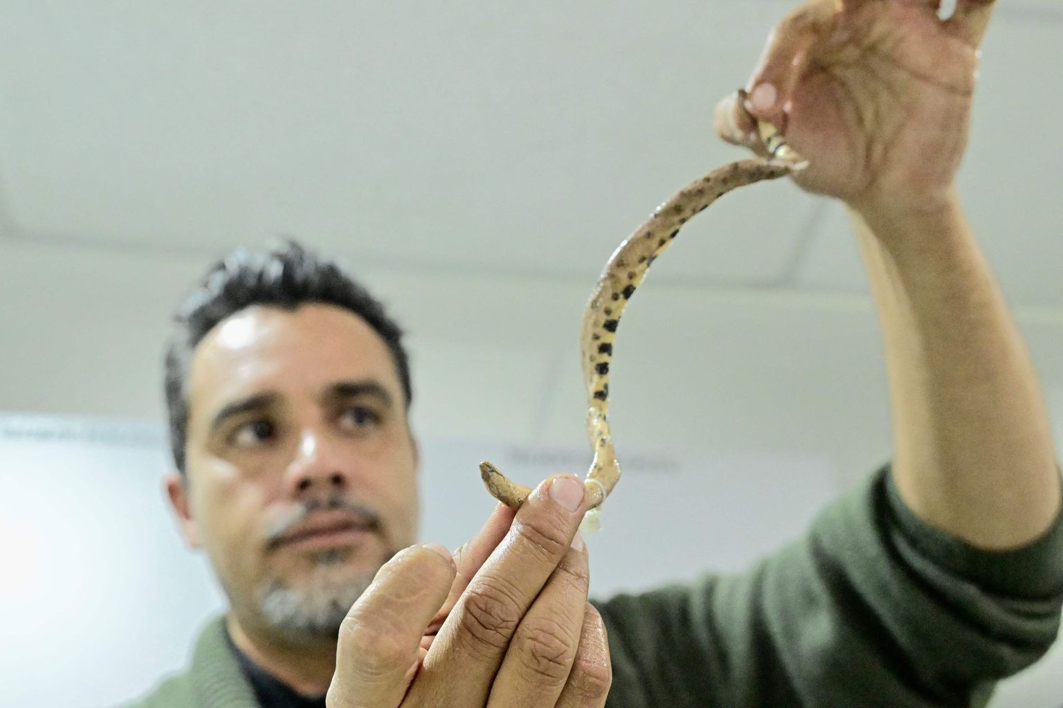 Ecuadori teadlane Mario Yanez näitab värskelt avastatud kääbusboa liigi Tropidophis cacuangoae isendit.