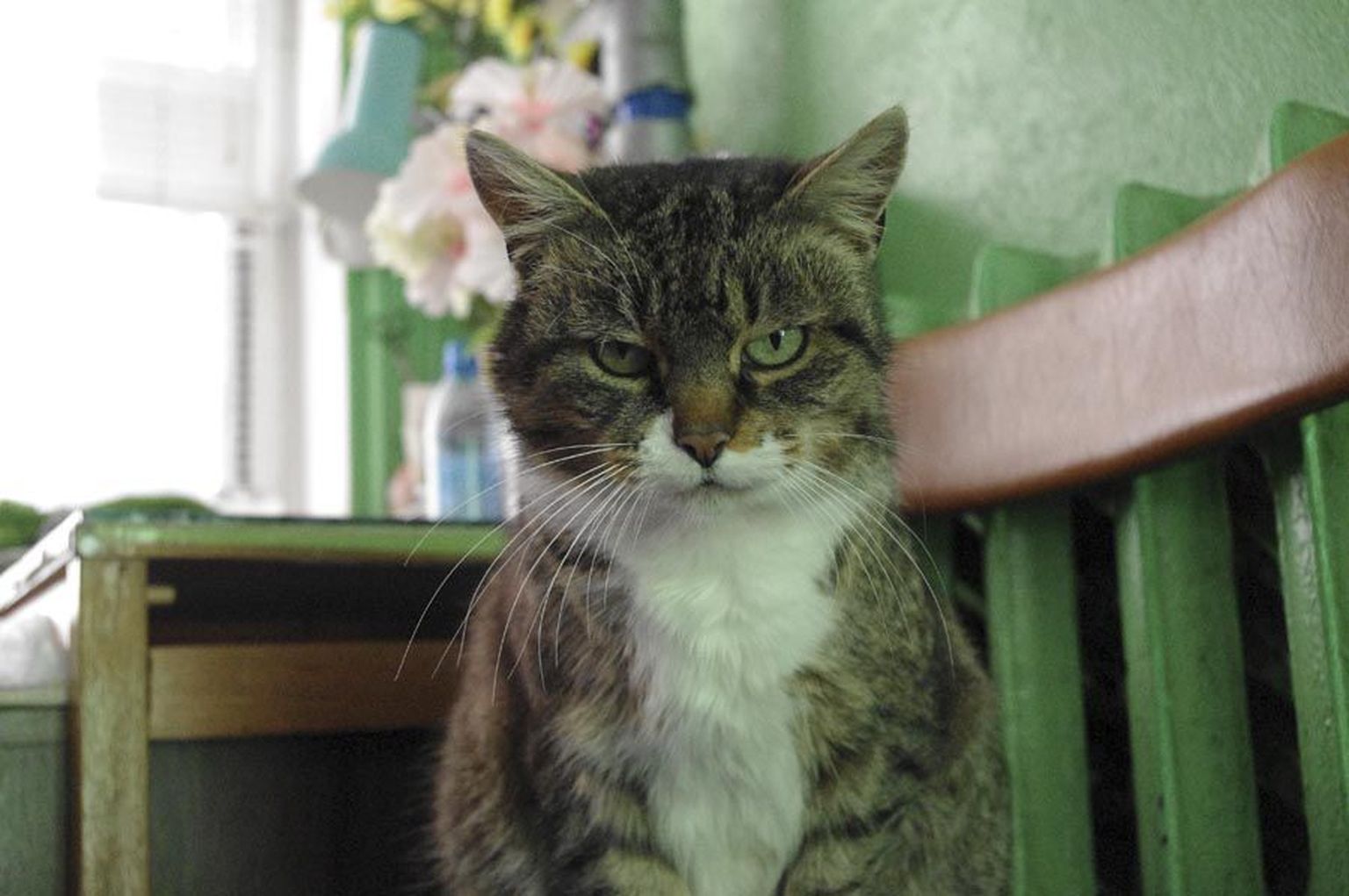 Umbes kaheksa aastat tagasi ilmus Karksi-Nuia turule noor ja metsik kass. Nüüd elab ta turukontoris head elu ning laseb end silitada nii müüjatel kui ostjatel.