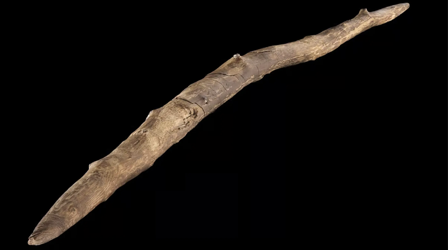 77cm pikkune kahe otsaga puidust viskekepp, mida meie esivanemad jahipidamiseks kasutasid.