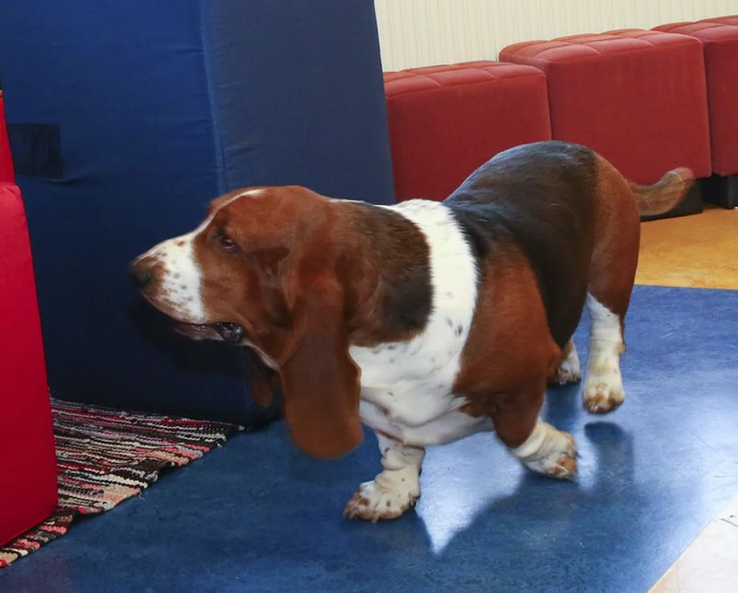 Basset Hector.